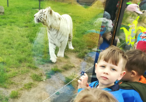 Dzieci czekają na karmienie białego tygrysa